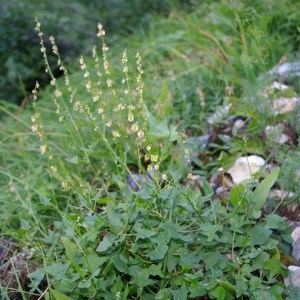 Photographie n°184004 du taxon Rumex scutatus L. [1753]