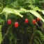  Liliane Roubaudi - Streptopus amplexifolius (L.) DC.