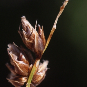 Photographie n°184044 du taxon Carex divisa Huds. [1762]