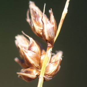 Onkerma oederi Raf. (Laiche à utricules bifides)