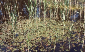 Liliane Roubaudi, le 19 mai 2004 (Hostens)