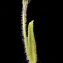  Liliane Roubaudi - Hieracium aurantiacum L. [1753]