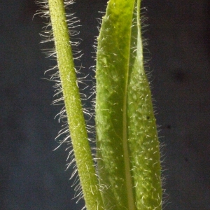Photographie n°184071 du taxon Hieracium aurantiacum L. [1753]