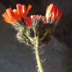 Photographie n°184076 du taxon Hieracium aurantiacum L. [1753]