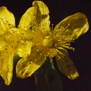 Photographie n°184082 du taxon Hypericum perforatum L. [1753]