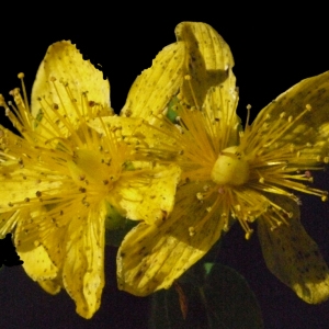 Photographie n°184083 du taxon Hypericum perforatum L. [1753]