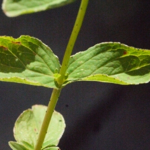 Photographie n°184084 du taxon Hypericum perforatum L. [1753]