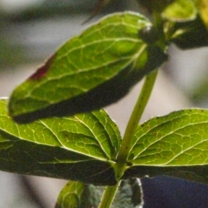 Photographie n°184086 du taxon Hypericum perforatum L. [1753]