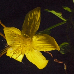 Photographie n°184087 du taxon Hypericum perforatum L. [1753]