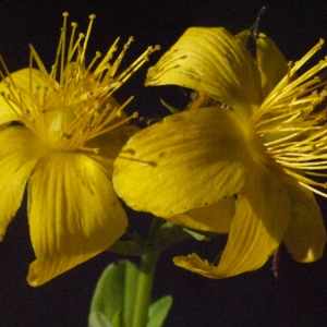 Photographie n°184089 du taxon Hypericum perforatum L. [1753]