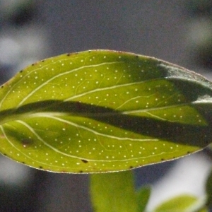 Photographie n°184090 du taxon Hypericum perforatum L. [1753]