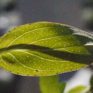 Photographie n°184091 du taxon Hypericum perforatum L. [1753]