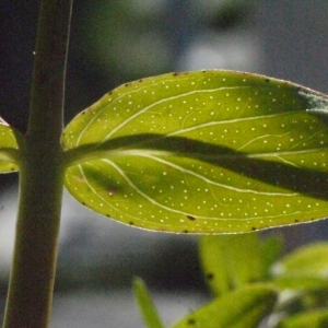 Photographie n°184092 du taxon Hypericum perforatum L. [1753]