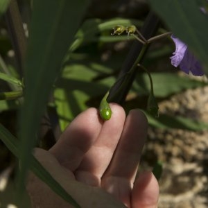  - Solanum laciniatum Aiton [1789]