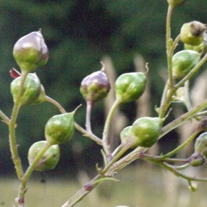 Photographie n°184109 du taxon Scrophularia nodosa L. [1753]