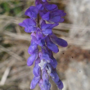 Photographie n°184113 du taxon Vicia cracca var. tenuifolia (Roth) P.Gaertn., B.Mey. & Scherb. [1801]