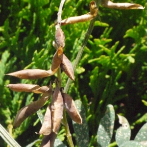 Photographie n°184116 du taxon Vicia cracca var. tenuifolia (Roth) P.Gaertn., B.Mey. & Scherb. [1801]