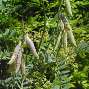 Photographie n°184117 du taxon Vicia cracca var. tenuifolia (Roth) P.Gaertn., B.Mey. & Scherb. [1801]