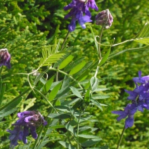 Photographie n°184118 du taxon Vicia cracca var. tenuifolia (Roth) P.Gaertn., B.Mey. & Scherb. [1801]