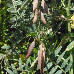 Photographie n°184120 du taxon Vicia cracca var. tenuifolia (Roth) P.Gaertn., B.Mey. & Scherb. [1801]