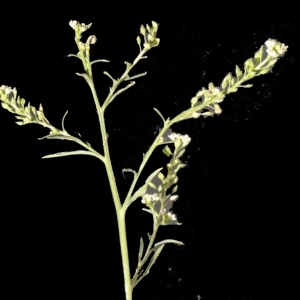 Photographie n°184140 du taxon Lepidium ruderale L. [1753]