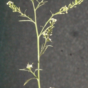 Photographie n°184141 du taxon Lepidium ruderale L. [1753]