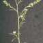  Liliane Roubaudi - Lepidium ruderale L. [1753]