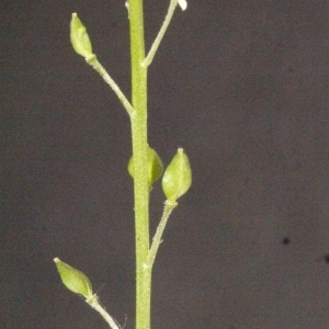 Photographie n°184146 du taxon Lepidium ruderale L. [1753]