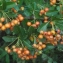  Liliane Roubaudi - Pyracantha coccinea M.Roem. [1847]