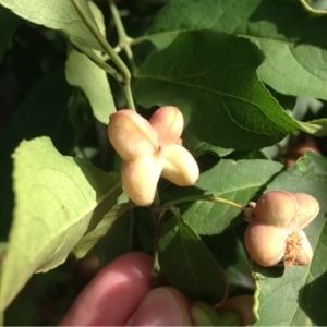 Photographie n°184152 du taxon Euonymus europaeus L. [1753]