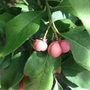 Photographie n°184155 du taxon Euonymus europaeus L. [1753]