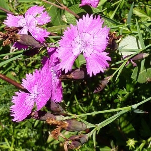 Photographie n°184160 du taxon Dianthus seguieri subsp. pseudocollinus (P.Fourn.) Jauzein [2010]