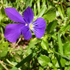 Viola lutea Huds. (Pensée des Vosges)