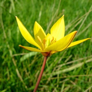 Photographie n°184173 du taxon Tulipa sylvestris L. [1753]