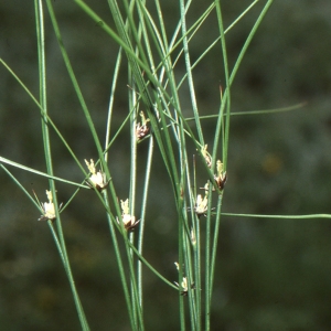 Photographie n°184183 du taxon Juncus trifidus L. [1753]