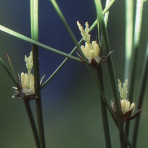 Photographie n°184187 du taxon Juncus trifidus L. [1753]