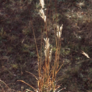 Bothriochloa saccharoides (Sw.) Rydb.