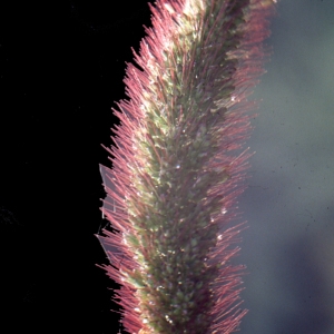 Setaria italica subsp. pycnocoma (Steud.) de Wet (Sétaire dense)