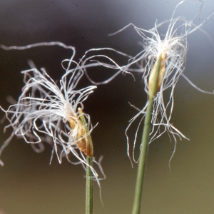 Photographie n°184201 du taxon Trichophorum alpinum (L.) Pers. [1805]