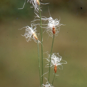 Photographie n°184203 du taxon Trichophorum alpinum (L.) Pers. [1805]