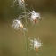  Liliane Roubaudi - Trichophorum alpinum (L.) Pers. [1805]