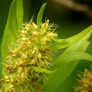 Rumex maritimus L. (Oseille maritime)