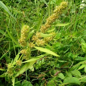 Photographie n°184224 du taxon Rumex maritimus L. [1753]