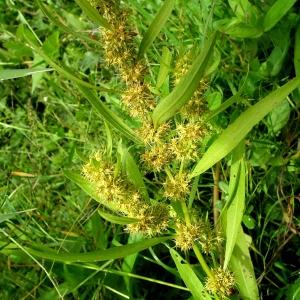 Photographie n°184225 du taxon Rumex maritimus L. [1753]