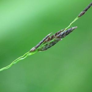 Eragrostis pilosa (L.) P.Beauv. (Éragrostide à manchettes)