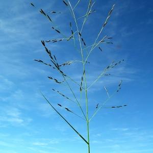  - Eragrostis pilosa (L.) P.Beauv. [1812]