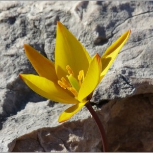 Photographie n°184234 du taxon Tulipa sylvestris subsp. australis (Link) Pamp. [1914]