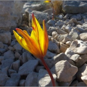 Photographie n°184235 du taxon Tulipa sylvestris subsp. australis (Link) Pamp. [1914]