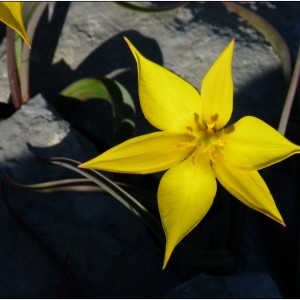 Photographie n°184236 du taxon Tulipa sylvestris subsp. australis (Link) Pamp. [1914]