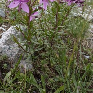  - Epilobium dodonaei subsp. fleischeri (Hochst.) Schinz & Thell. [1923]